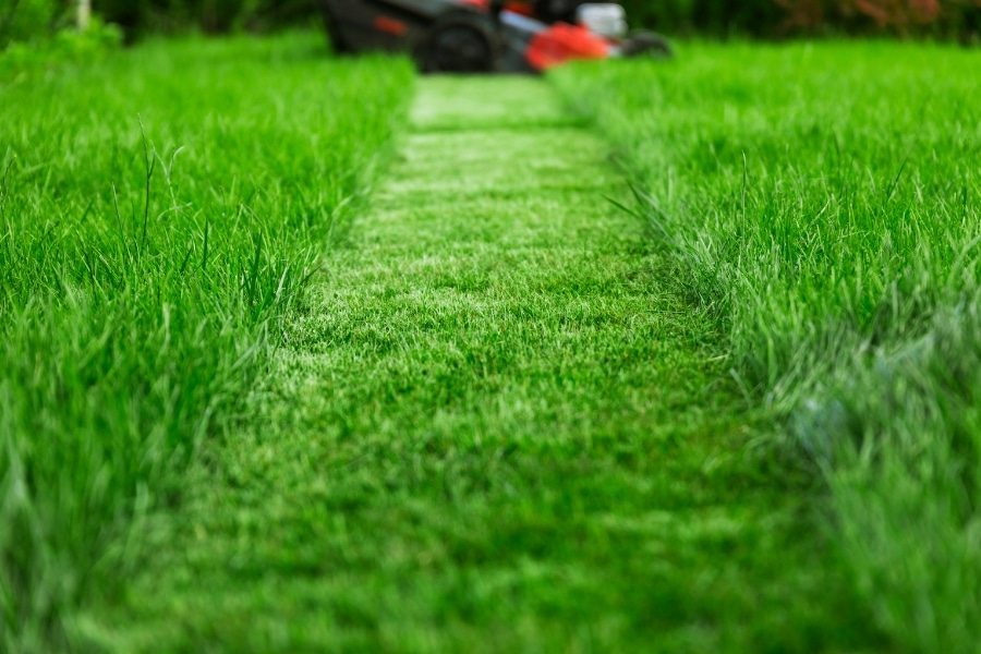 New Lawn Installations: Tips for a Lush and Healthy Yard