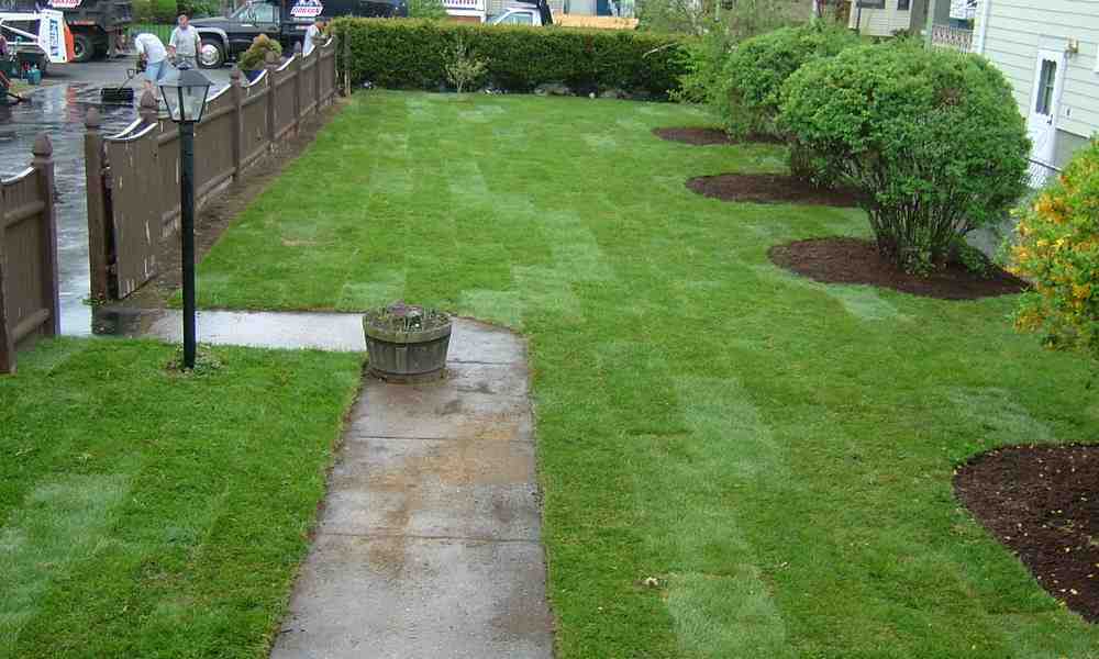 Expert Yard Clean Up Services: Who to Call for a Pristine Lawn
