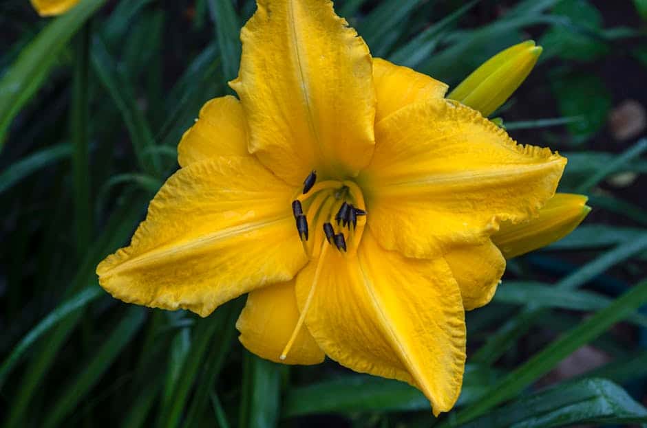 From Dormant to Dazzling: Spring Care Tips for Your Daylilies