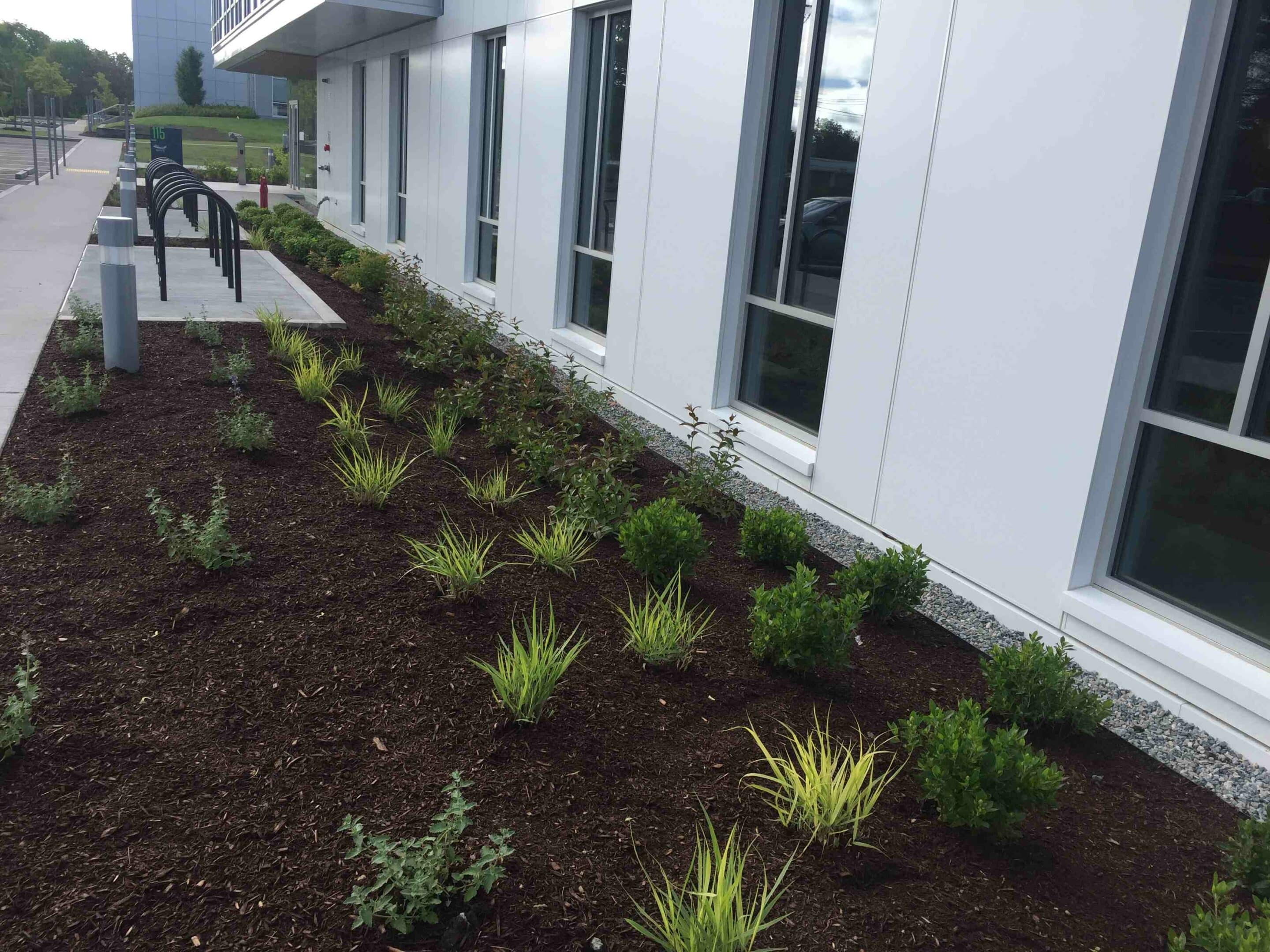 Everything You Need to Know About Rain Gardens