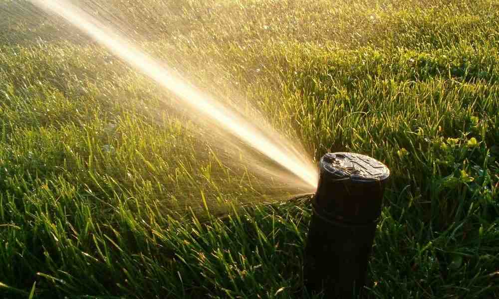 Expert Gardening Services: Which One is Right for You? Expert Gardening Services: Which One is Right for You?