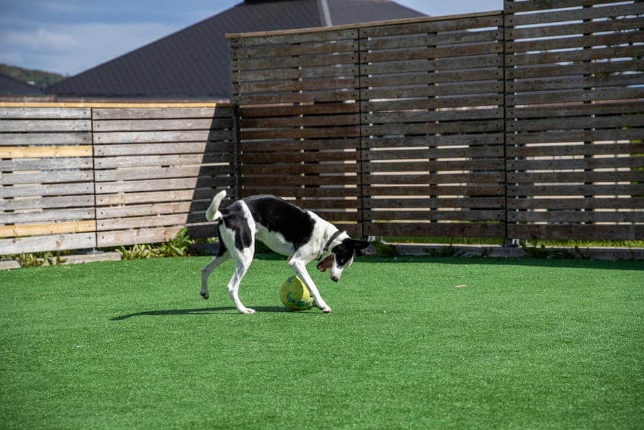 Doggie Turf: Tail-Wagging Solutions for Your Yard
