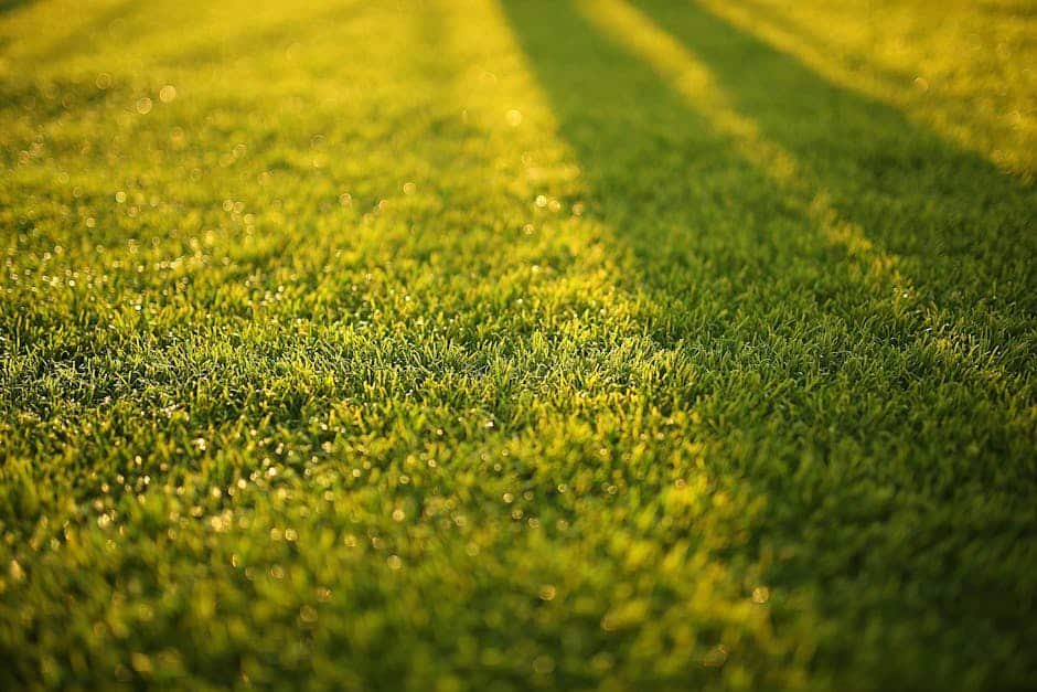 Local Lawn Care Services: A Cut Above the Rest?