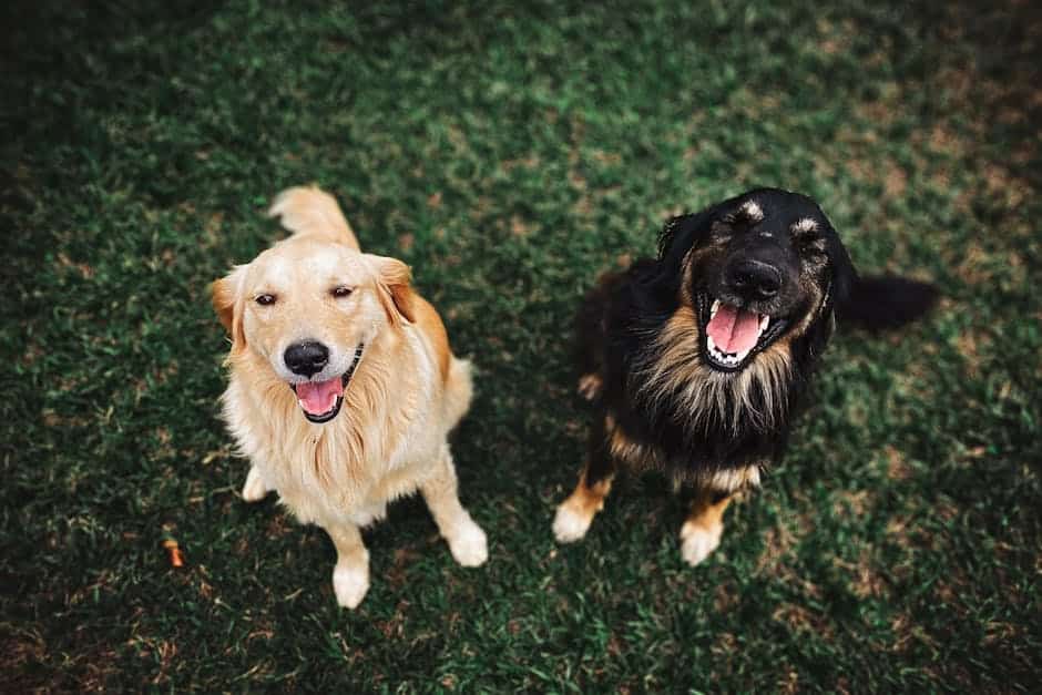 Fur-tastic Lawns: Choosing the Right Artificial Grass for Dogs