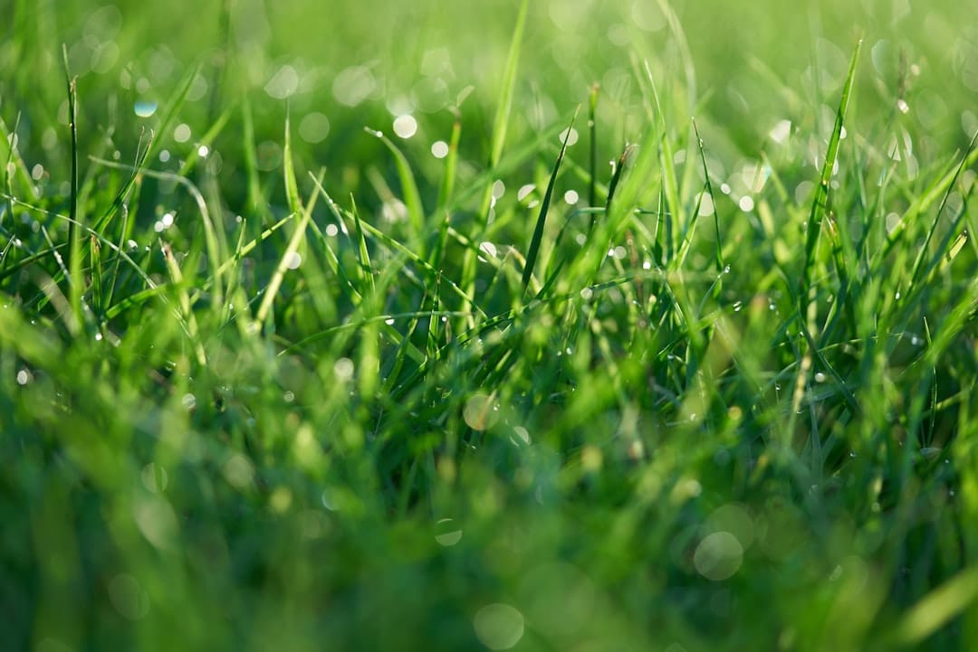 Turf Talk: Comparing the Best Synthetic Lawn Options