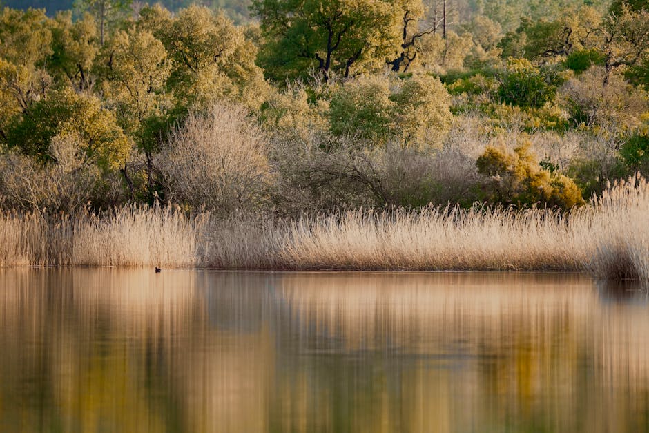 Beautify Your Backyard: Fresh Ideas for Wetlands Landscaping
