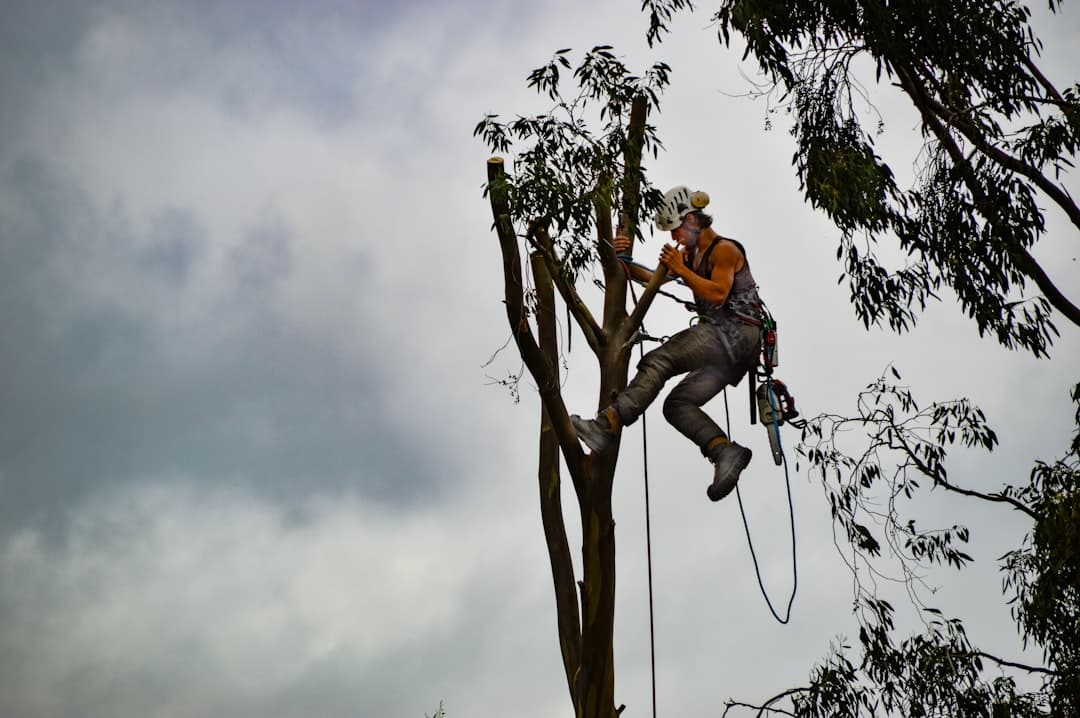 Finding Your Tree Whisperer – A Guide to Arborist Services