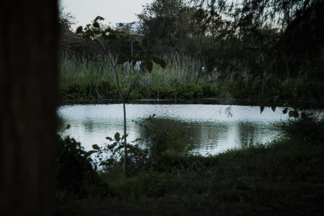Wet and Wild: Fun Ideas for Backyard Wetland Landscaping