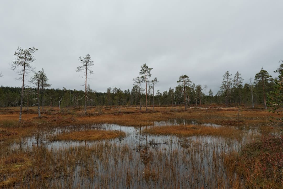 Wetland Restoration Made Simple: Nature’s Comeback Story