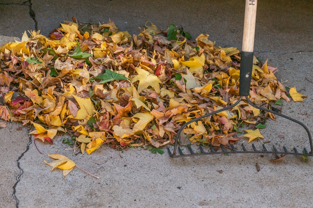 Average Price for Leaf Cleanup: Don’t Get Raked Over!