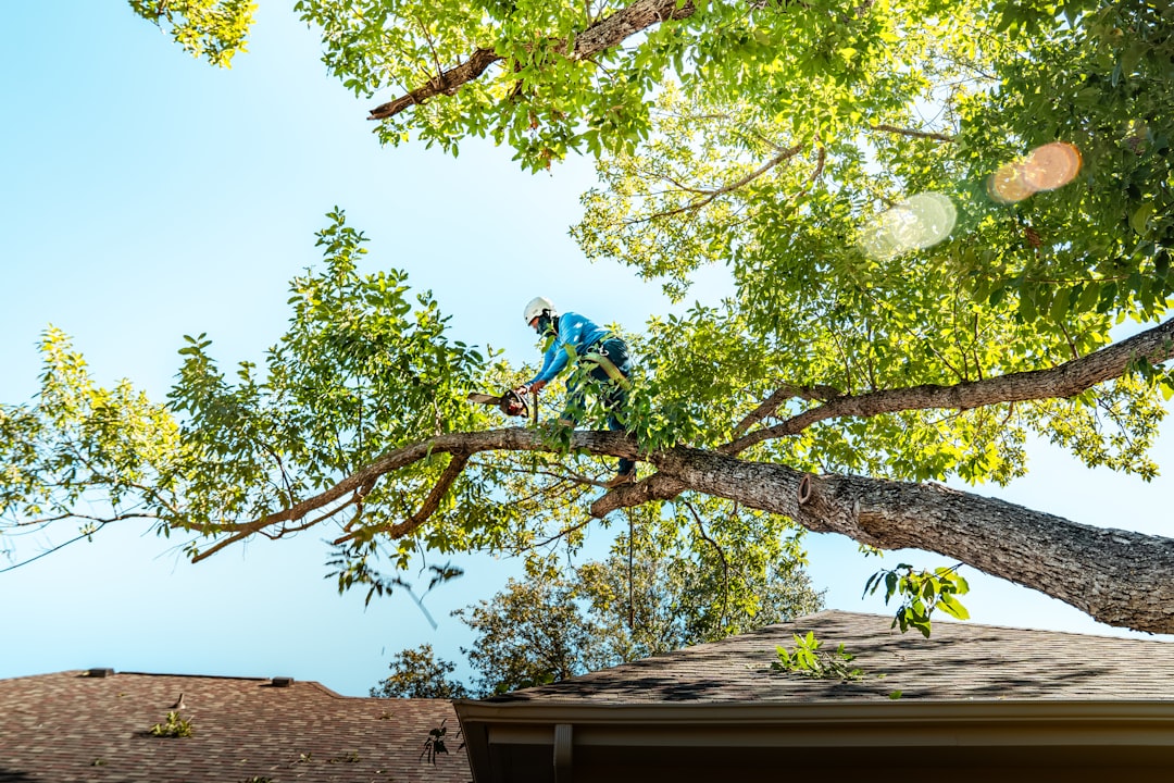 Tree Trimming Cost: What Homeowners Are Paying for Pruning Services