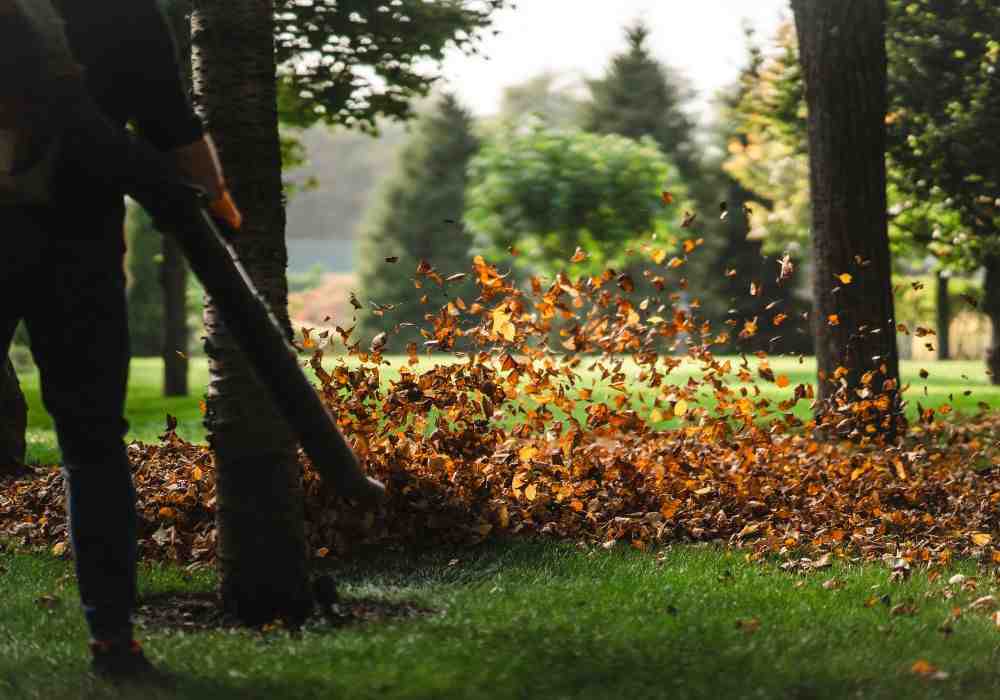 The Complete Guide to Yard Cleanup Cost