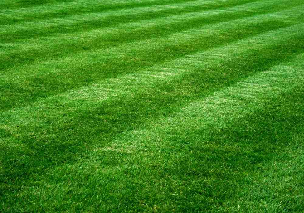 How to Find Cheap Aeration Services Near Me Without Ruining Your Yard